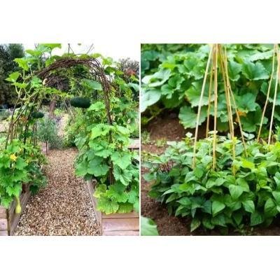 Climbing Veggies